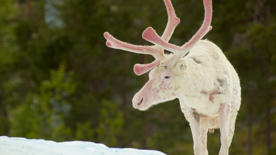 A reindeer with antlers standing on snow.