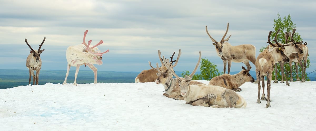Pyhatunturi which includes land animals and snow