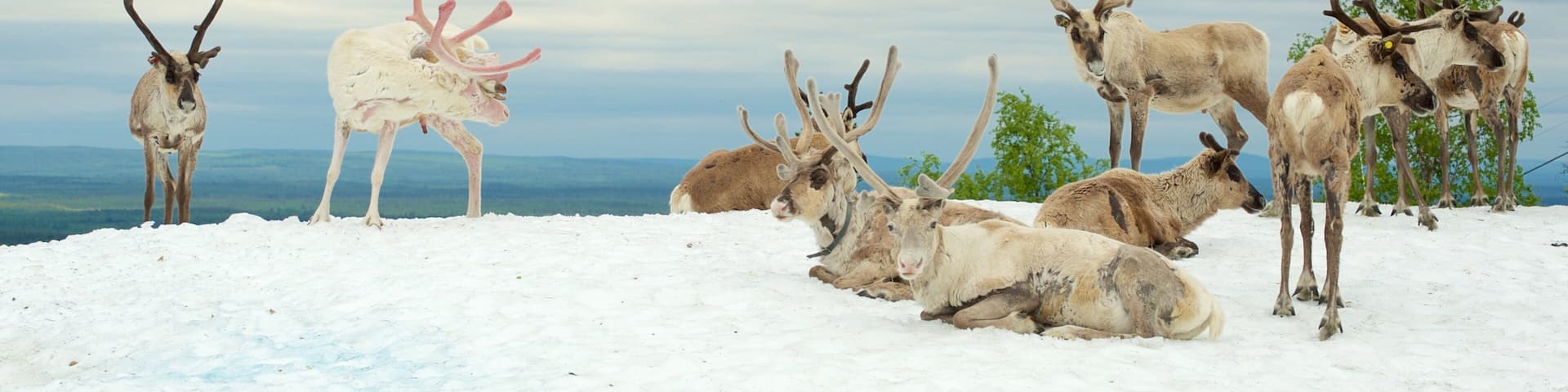 Pyhatunturi which includes land animals and snow