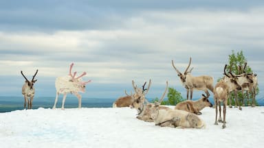 A group of reindeer on a snowy landscape with a cloudy sky.