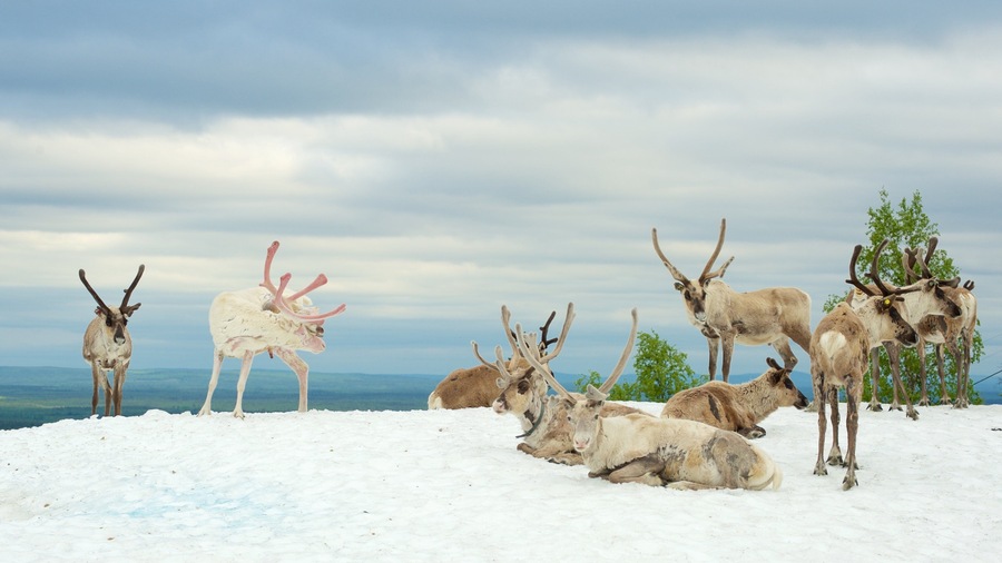 Pyhatunturi which includes land animals and snow