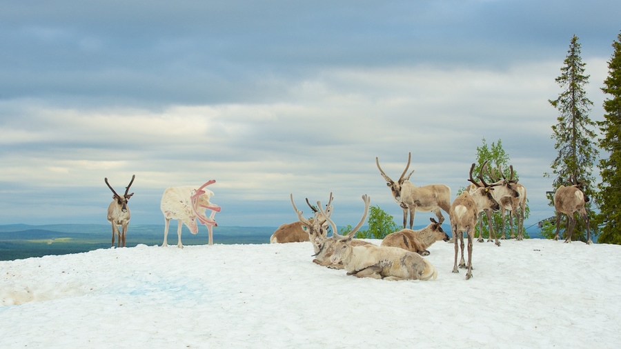 Un grupo de renos en una montaña nevada bajo un cielo nublado.