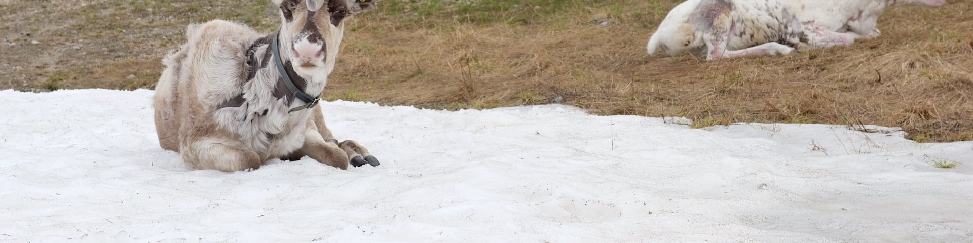 Pyhatunturi welches beinhaltet ruhige Szenerie, Schnee und Landtiere