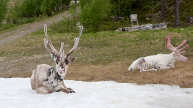 Two reindeer lying on snow-covered ground with a dirt path and greenery in the background.
