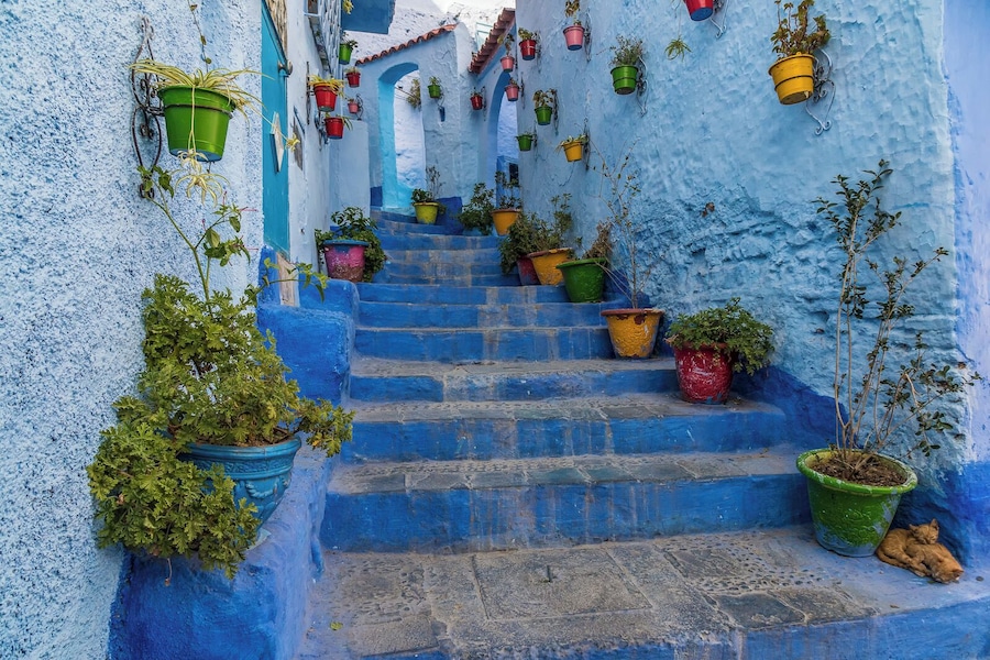 A staircase with colorful hanging planters and a blue-painted wall.