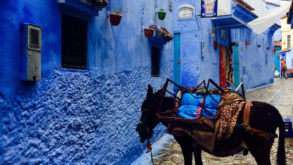 Donkey in the blue city!