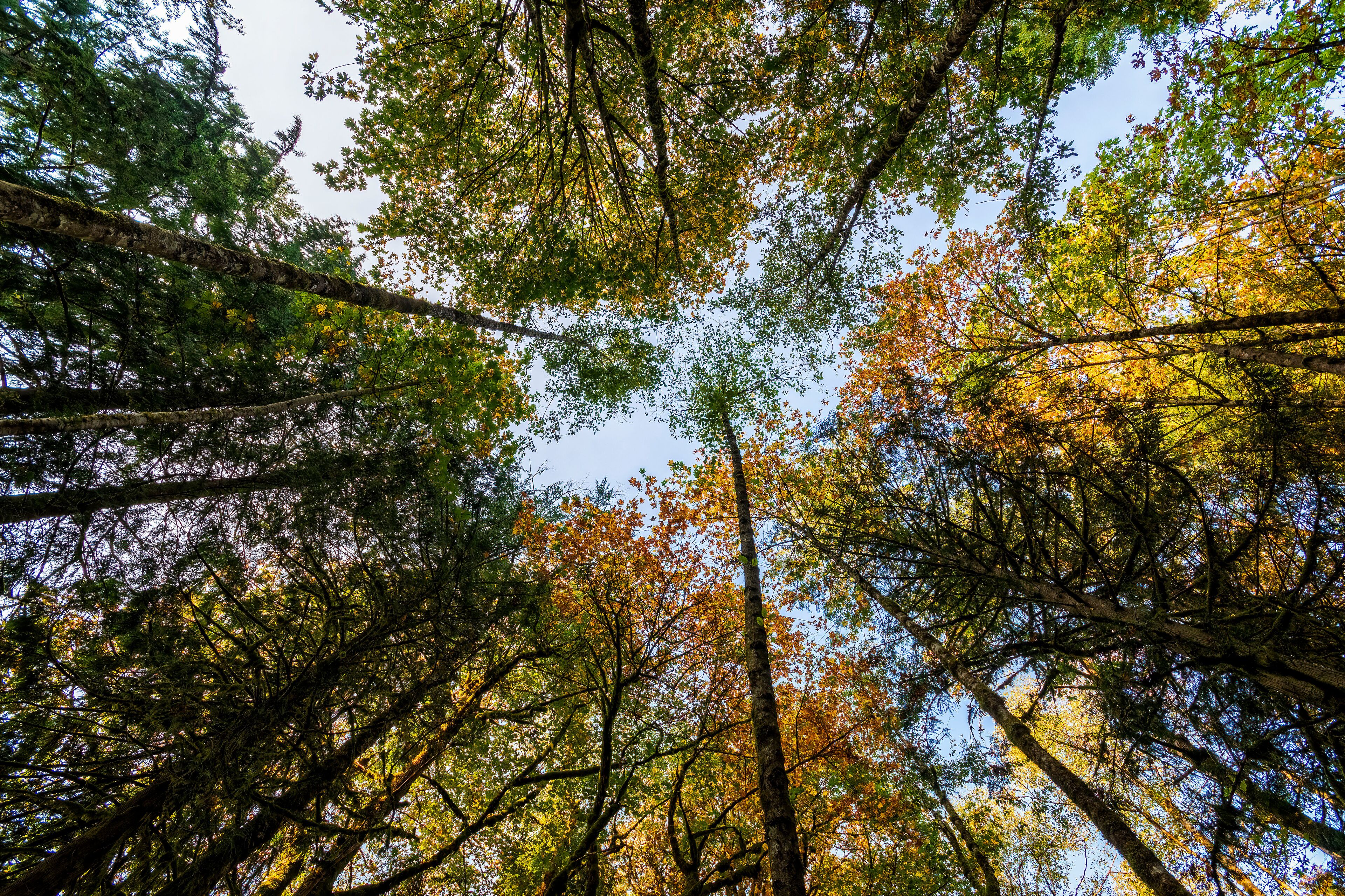 Along the south side of the Sandy River between Brightwood and Wemme, Oregon.