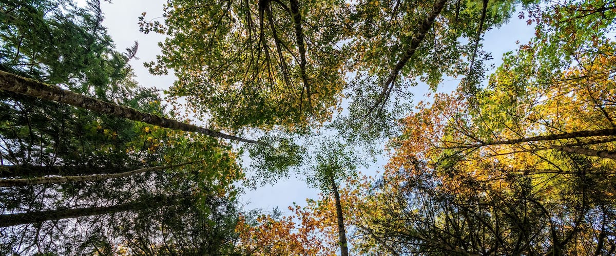 A forest with tall trees and autumn-colored leaves.