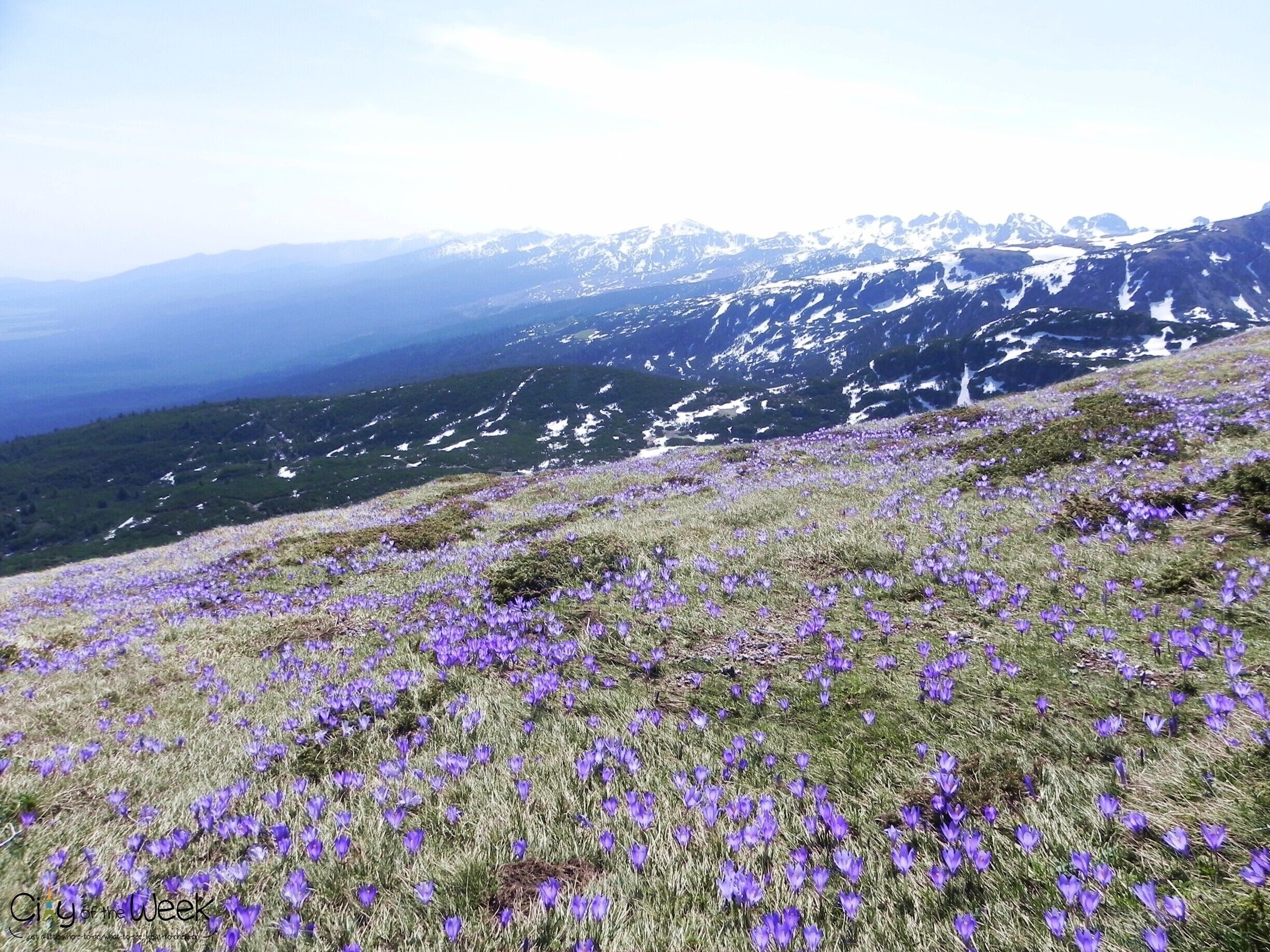 Crocuses in full bloom, making the National Park seem even more magical.. #hiking www.cityoftheweek.net