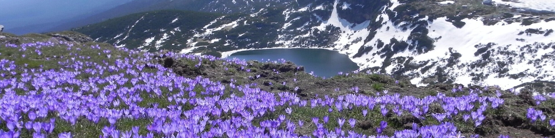 Crocuses in full bloom, making the National Park seem even more magical.. #hiking www.cityoftheweek.net
