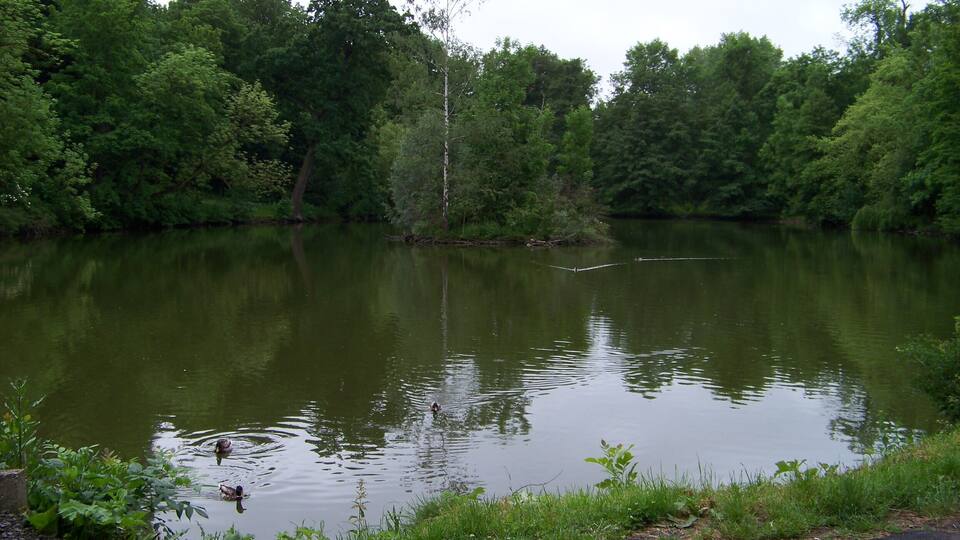 A calm lake surrounded by dense green trees.