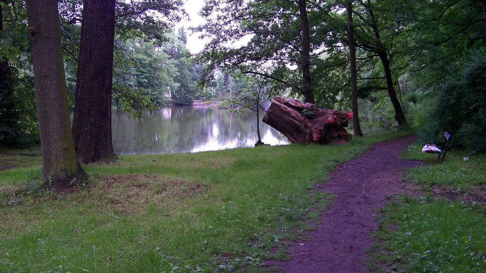 A forested area with a fallen tree near a lake and a path leading through the woods.