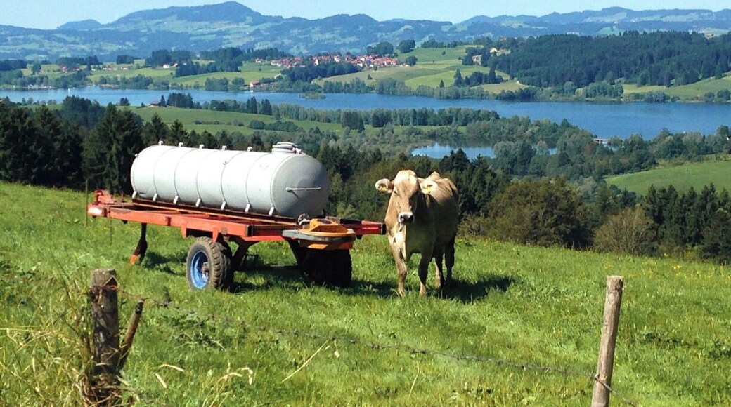 Haag - Oy Mittelberg