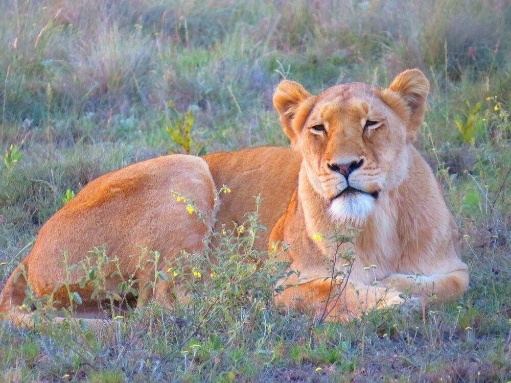 #Wildlife

Taken at Schotia Safari Park.