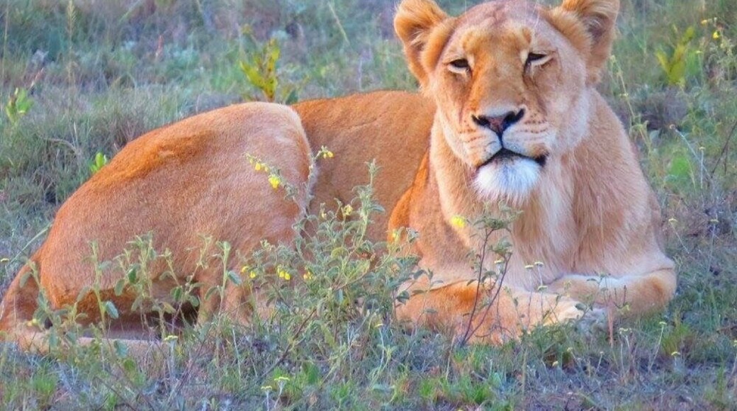 #Wildlife
Taken at Schotia Safari Park.