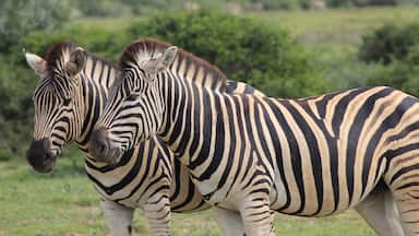 Welcoming party on arrival