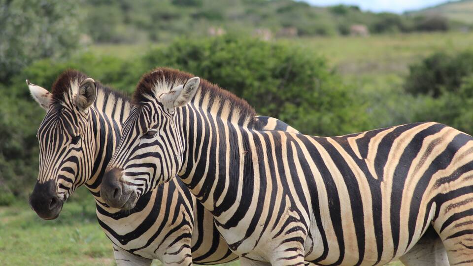Two zebras standing in a grassy field with green bushes and trees in the background.