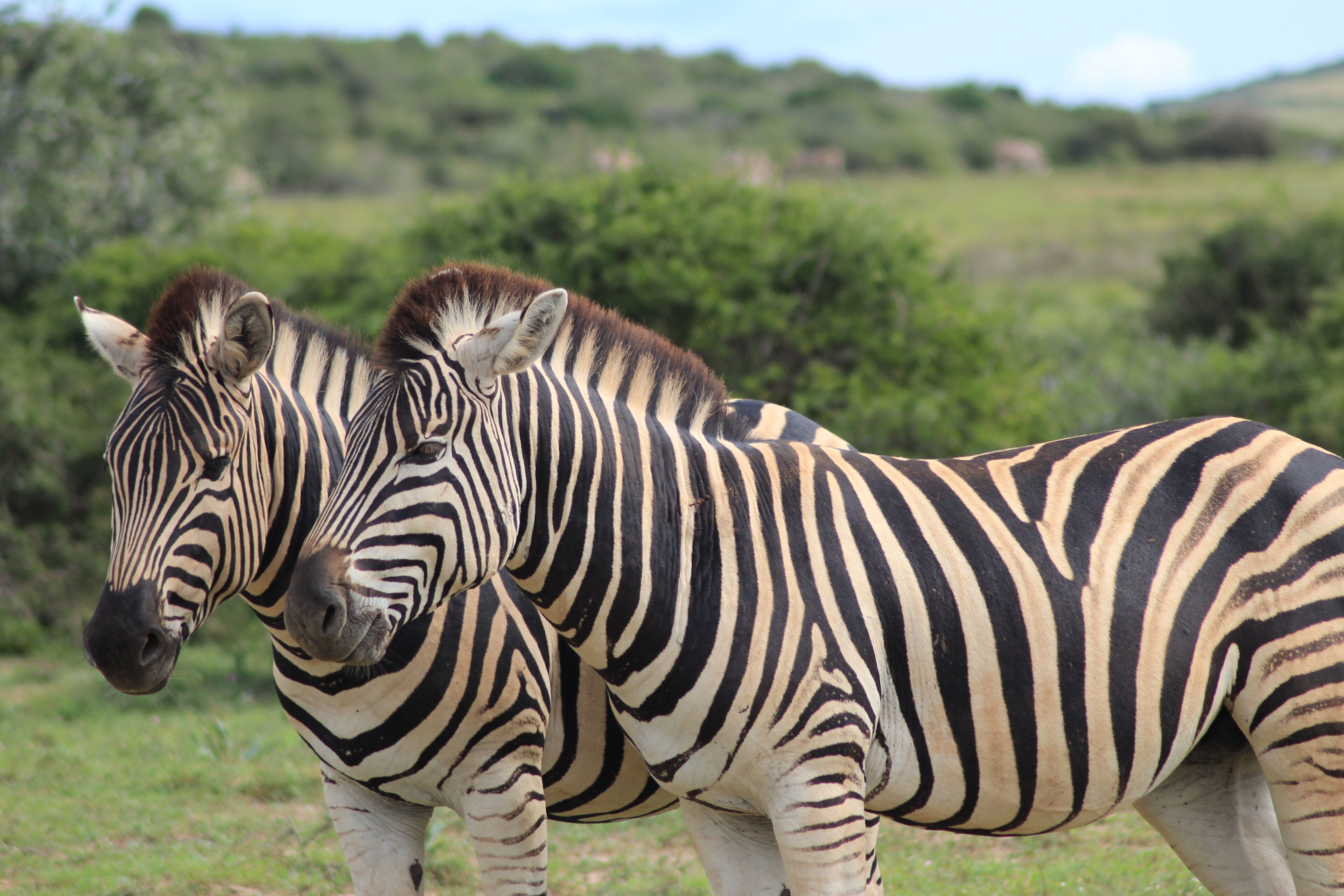 Two zebras standing in a grassy field with green bushes and trees in the background.