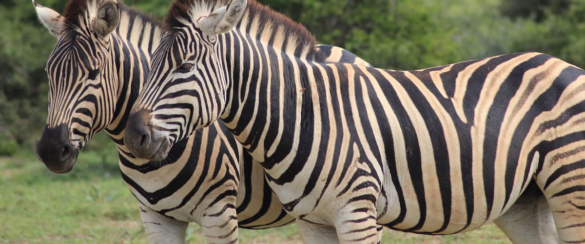 Two zebras standing in a grassy field with green bushes and trees in the background.