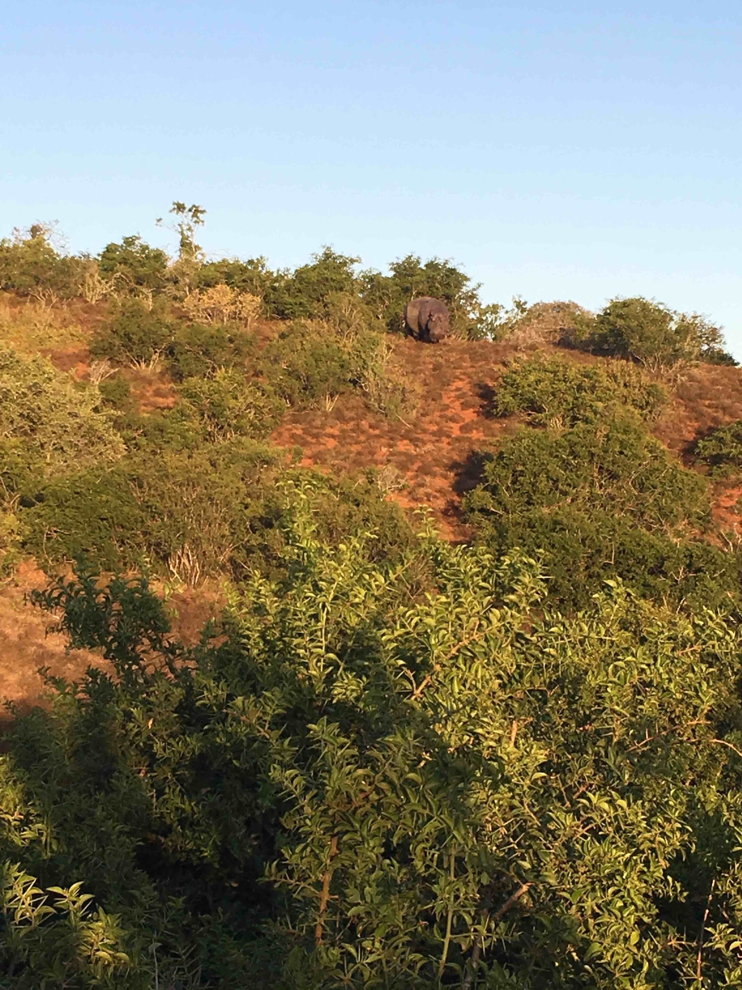 Zoom in. That’s a hippo up in the top of the ridge. I’ve never seen that before - like seeing a fish out of water. If you want to see animals near Port Elizabeth, I highly recommend this private game park. They give a very good experience. They know their animals.