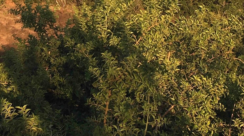 Zoom in. That’s a hippo up in the top of the ridge. I’ve never seen that before - like seeing a fish out of water. If you want to see animals near Port Elizabeth, I highly recommend this private game park. They give a very good experience. They know their animals.