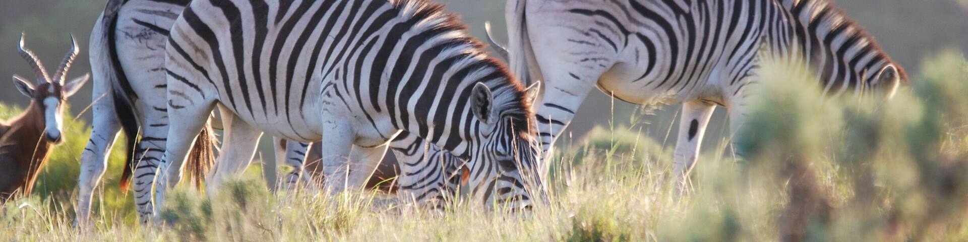 What a beautiful Place to be: Addo Elephant Back Safaris and Game Lodge.