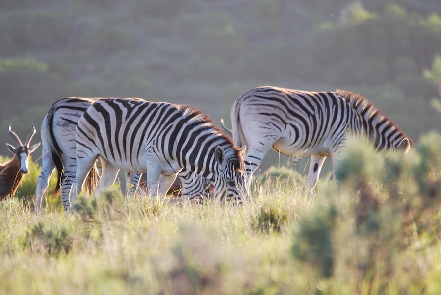 What a beautiful Place to be: Addo Elephant Back Safaris and Game Lodge.