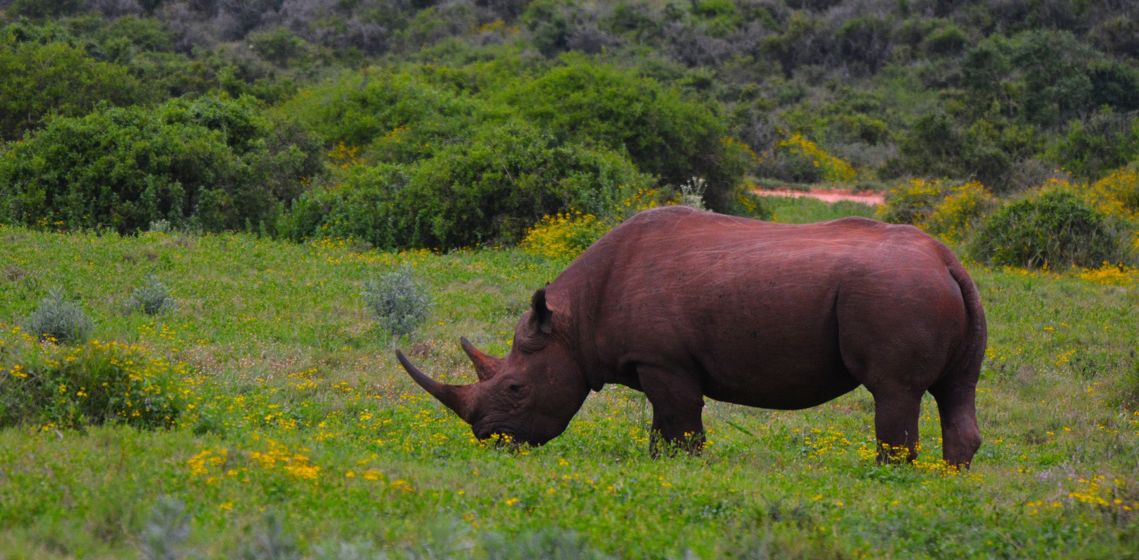 A rhinoceros grazing in a grassy field with yellow flowers and green shrubs.