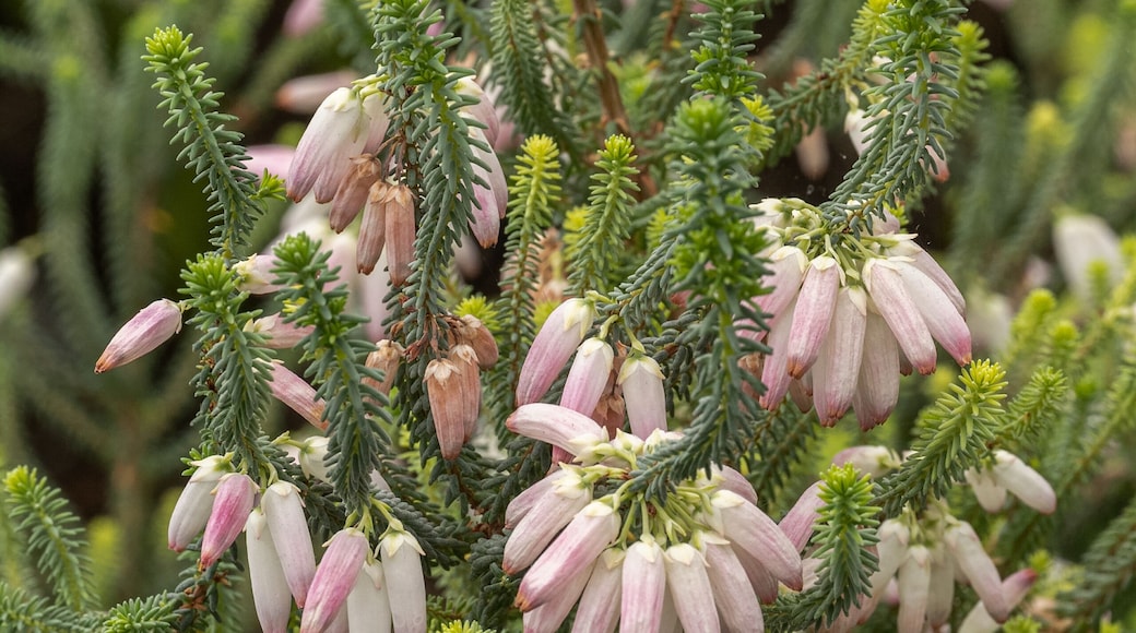 Bridal Heath / Albertinia Heath- Erica baueri / bauera- Family Ericaceae