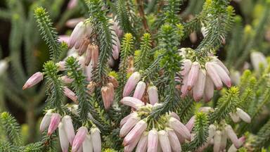 Bridal Heath / Albertinia Heath- Erica baueri / bauera- Family Ericaceae