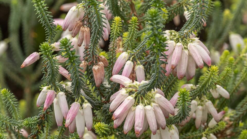 A close-up of a coniferous tree with pinkish-white flowers and dense green foliage.