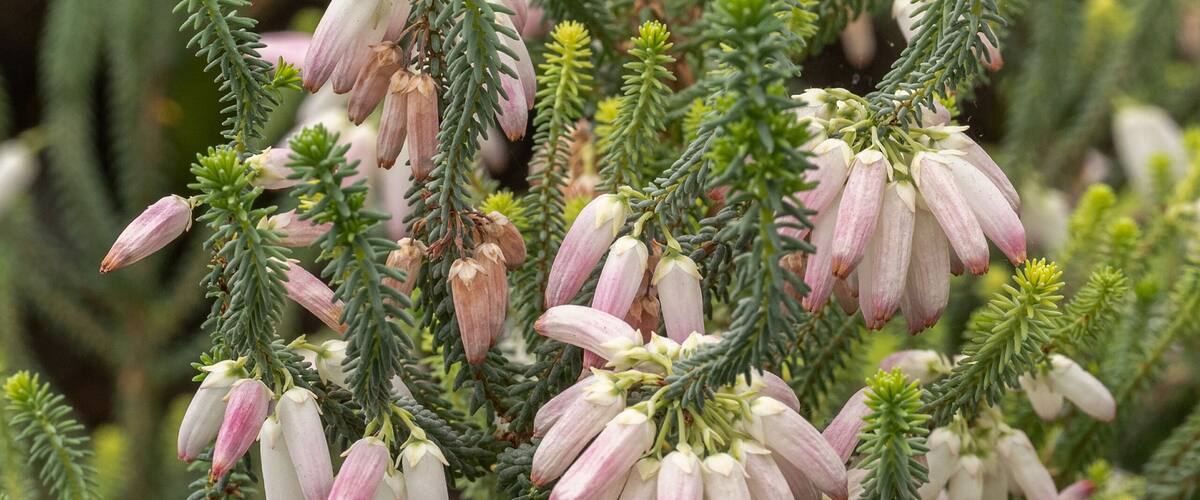 A close-up of a coniferous tree with pinkish-white flowers and dense green foliage.