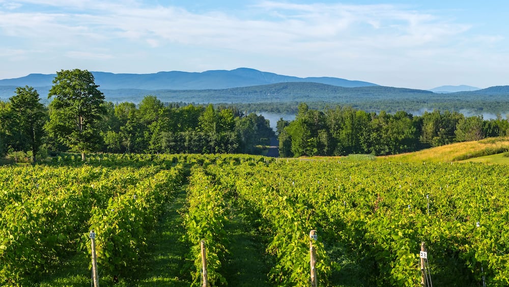 Vineyard with mountains in the distance; Shefford, Quebec, Canada