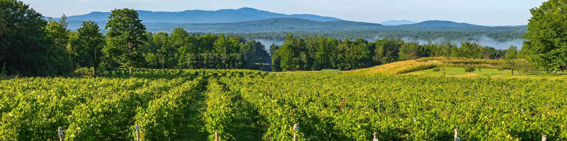 Vineyard with mountains in the distance; Shefford, Quebec, Canada