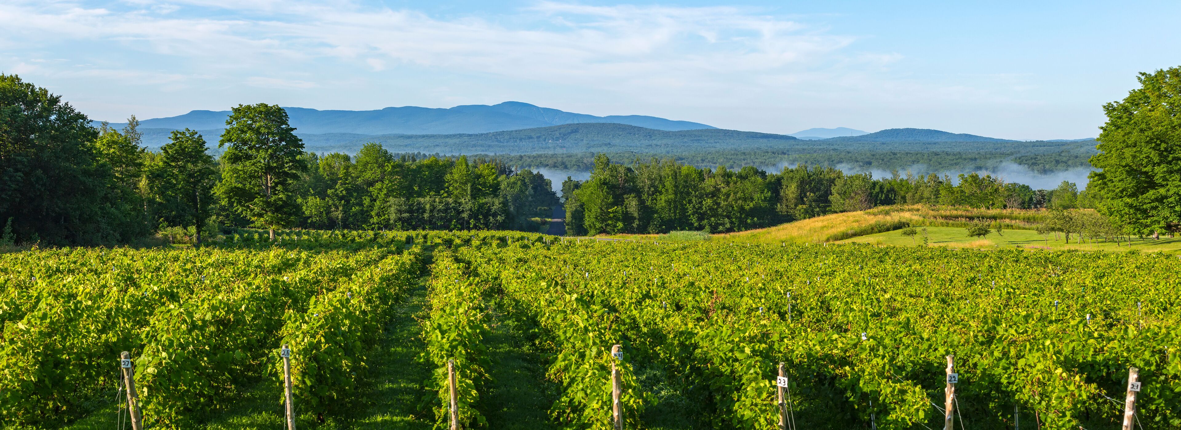 A vineyard with rows of grapevines, a forested area, and mountains in the background.