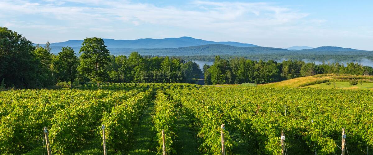 A vineyard with rows of grapevines, a forested area, and mountains in the background.