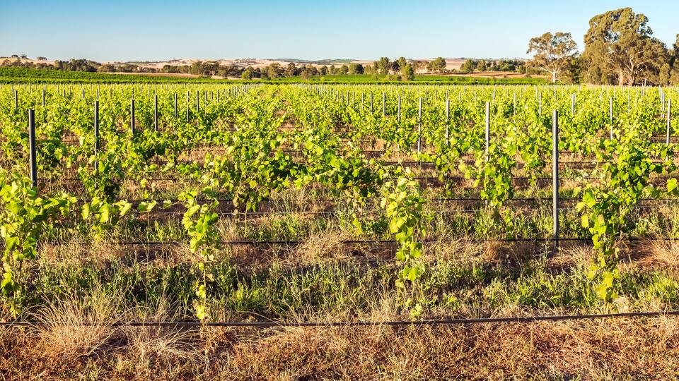 A vineyard with rows of grapevines under a clear blue sky.