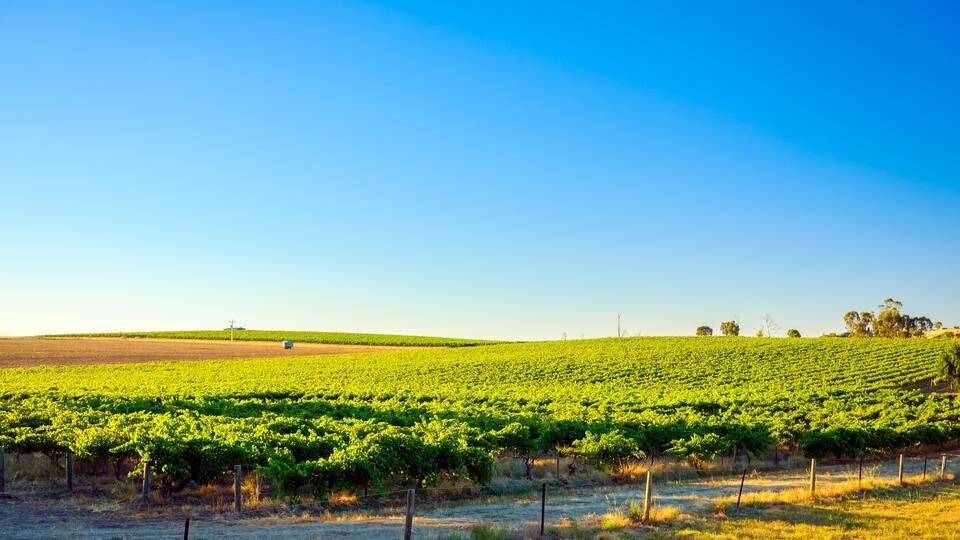 A vineyard with rows of grapevines under a clear blue sky.