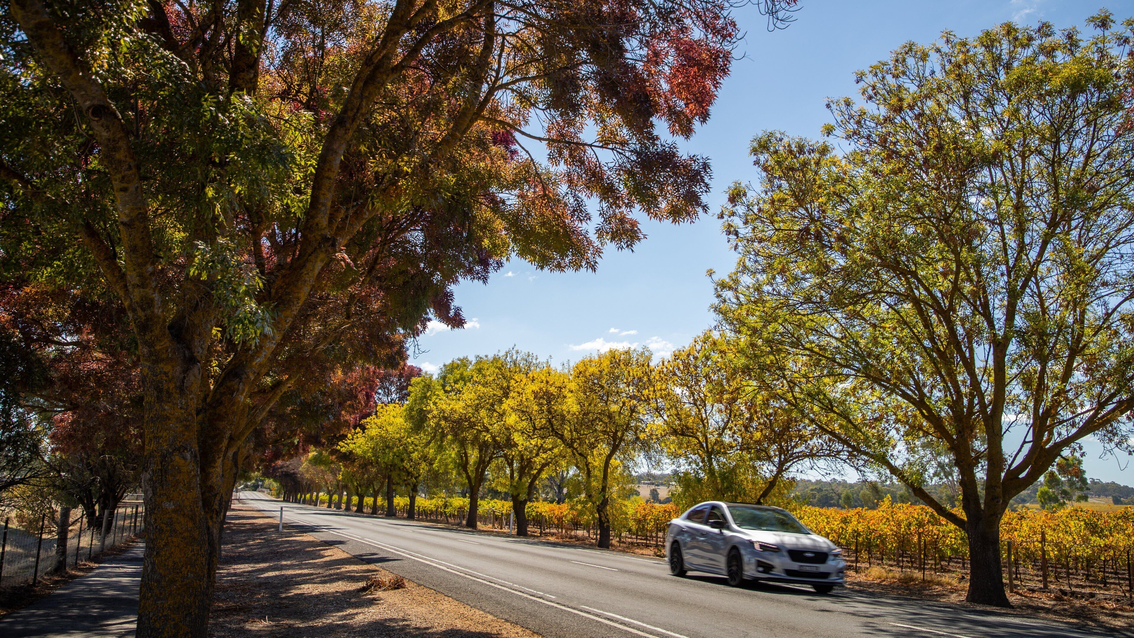 Lyndoch featuring tranquil scenes