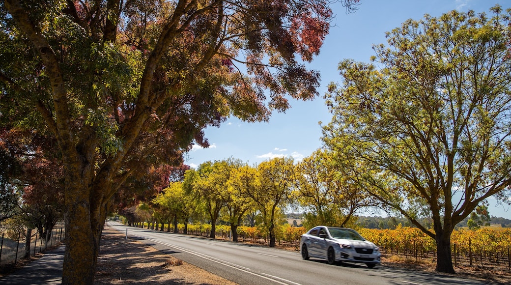 Lyndoch featuring tranquil scenes