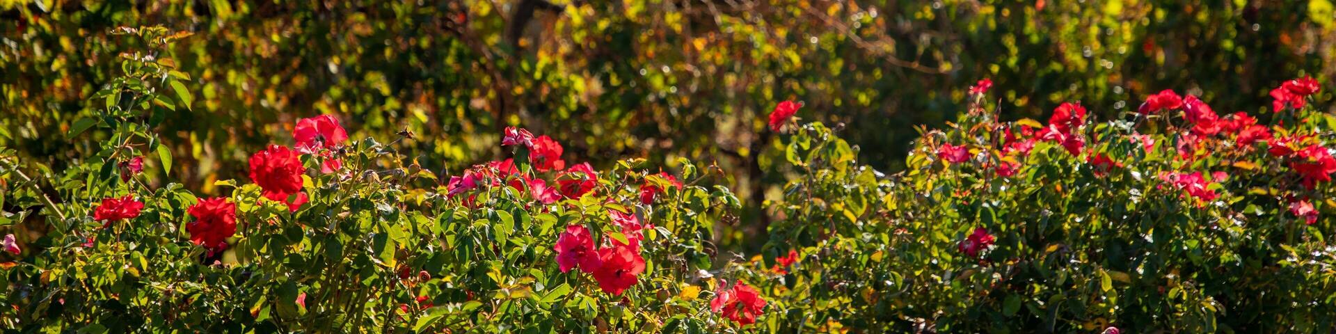 Lyndoch which includes wildflowers and tranquil scenes
