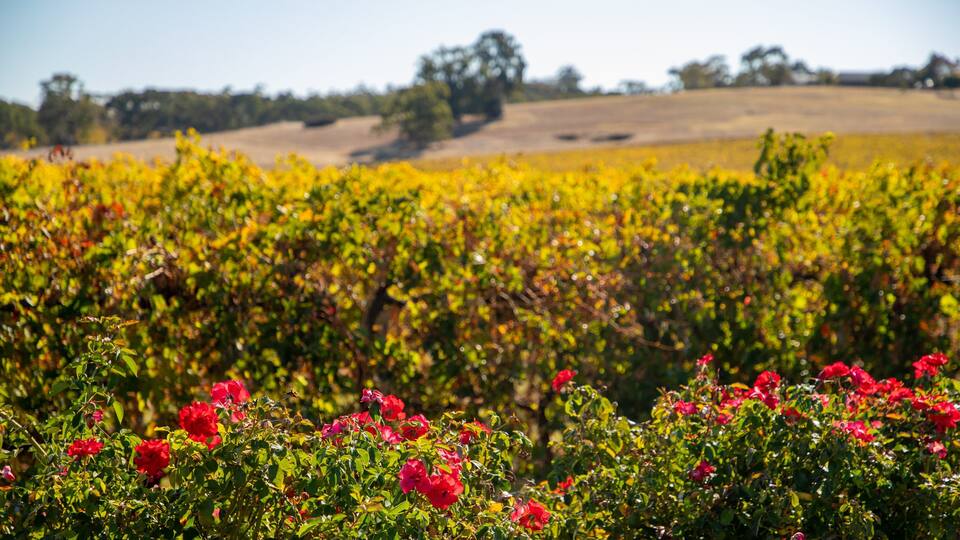 A vineyard with rows of grapevines and red flowers in the foreground.