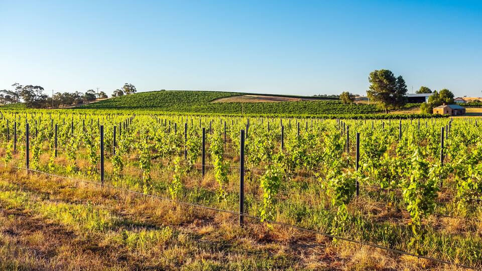 A vineyard with rows of grapevines under a clear sky.