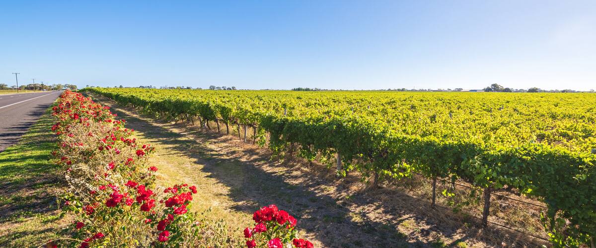 Iconic Coonawarra region vineyards along the Riddoch Highway, South Australia