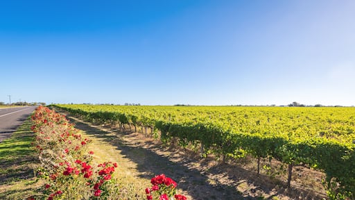 Thị trấn Coonawarra