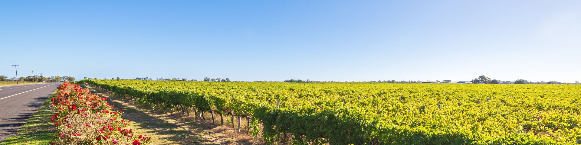 Iconic Coonawarra region vineyards along the Riddoch Highway, South Australia