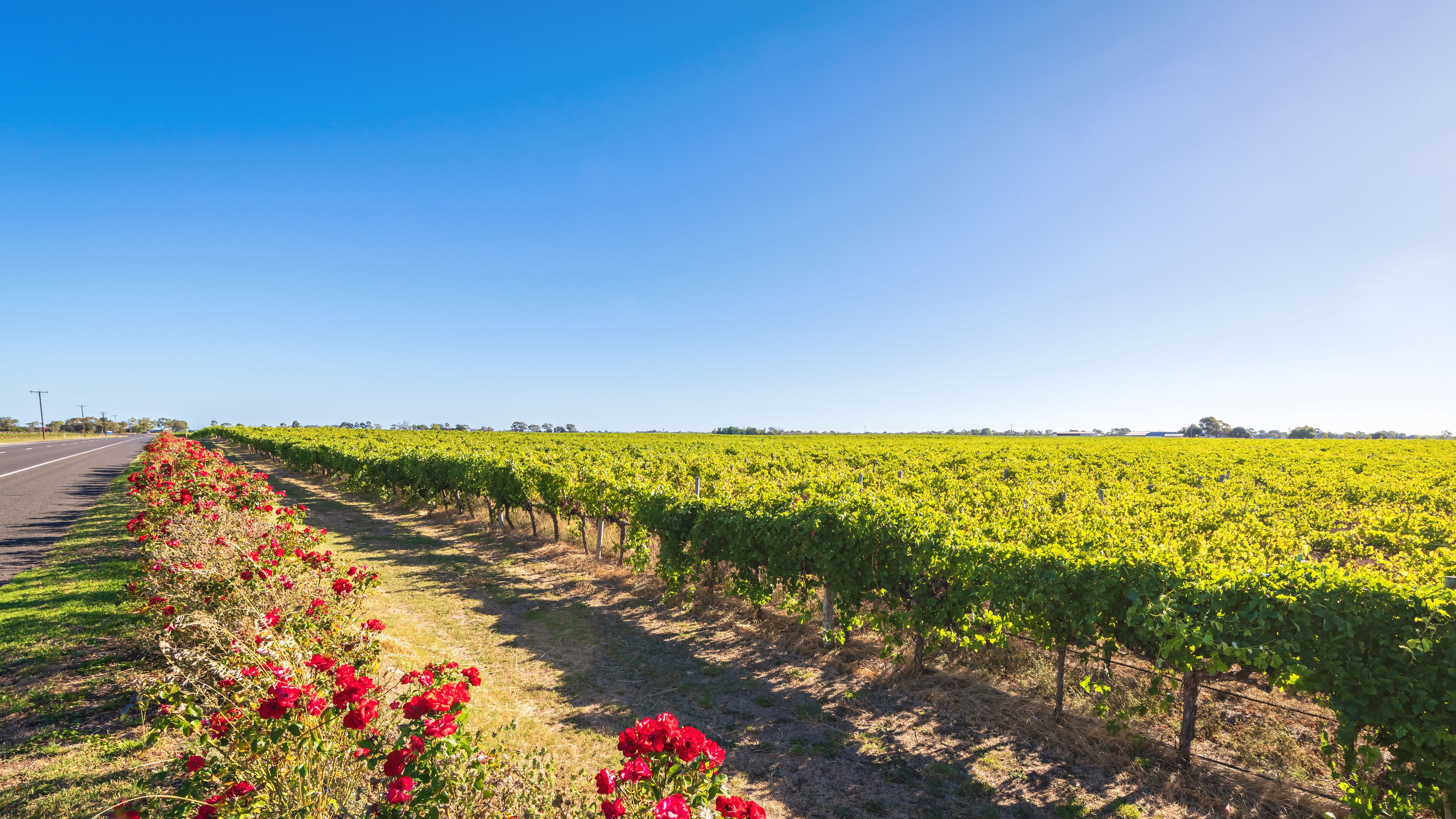 A vineyard with rows of grapevines and red flowers along a road.