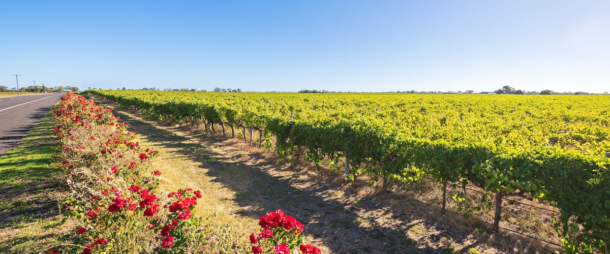 A vineyard with rows of grapevines and red flowers along a road.