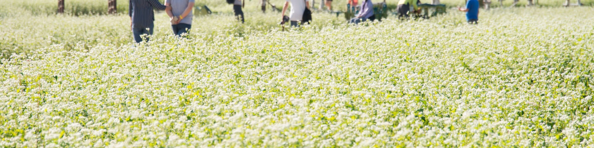 Un campo de flores blancas con gente caminando y sentada a lo lejos.