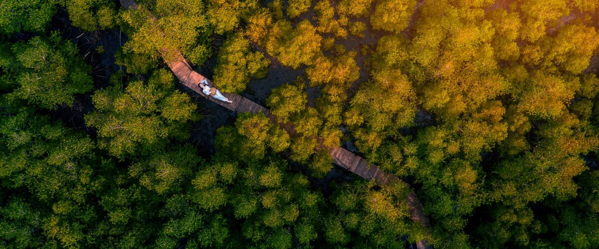 Une vue aérienne d’une forêt avec un sentier étroit et un petit pont.